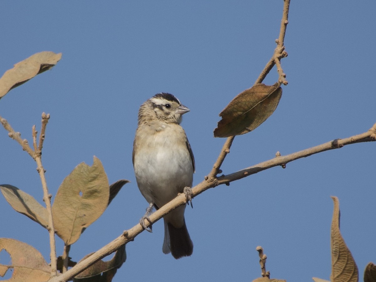 Broad-tailed Paradise-Whydah - ML640022654