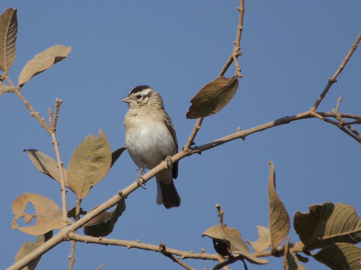 Broad-tailed Paradise-Whydah - ML640022670