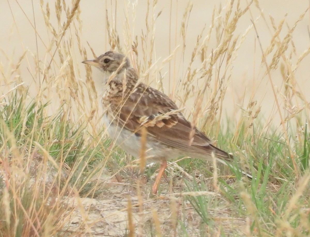 Eurasian Skylark - ML640022753