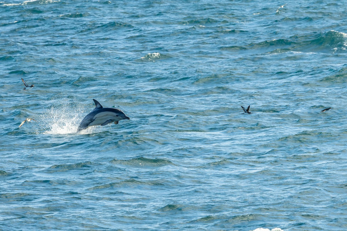 Fluttering Shearwater - ML640022759