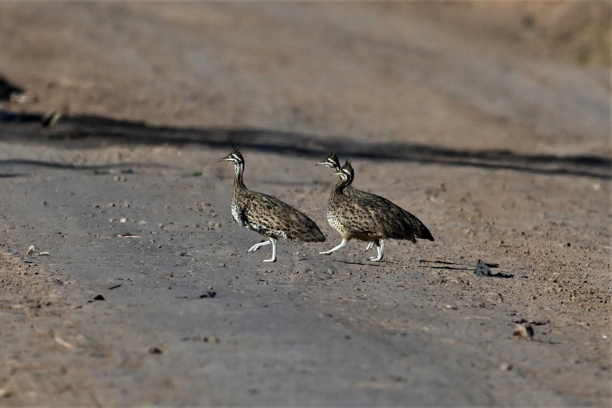 Quebracho Crested-Tinamou - ML640022760