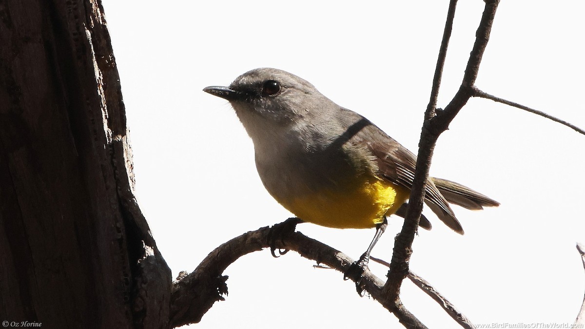 Western Yellow Robin - ML640022784