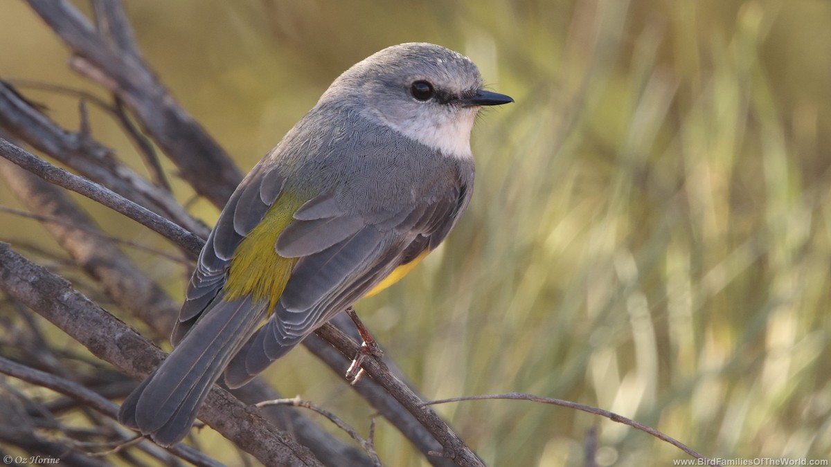 Western Yellow Robin - ML640022785