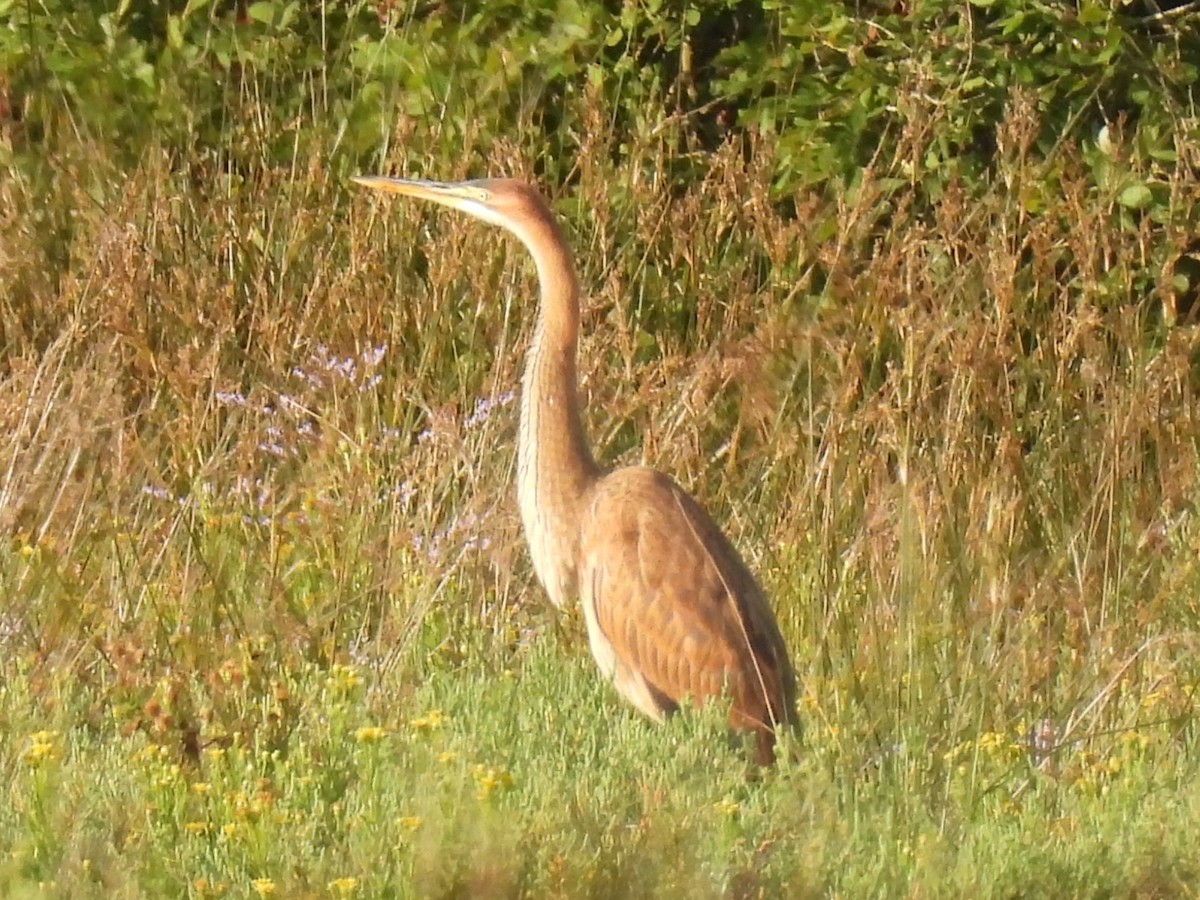 Зээрд дэглий - ML640022818