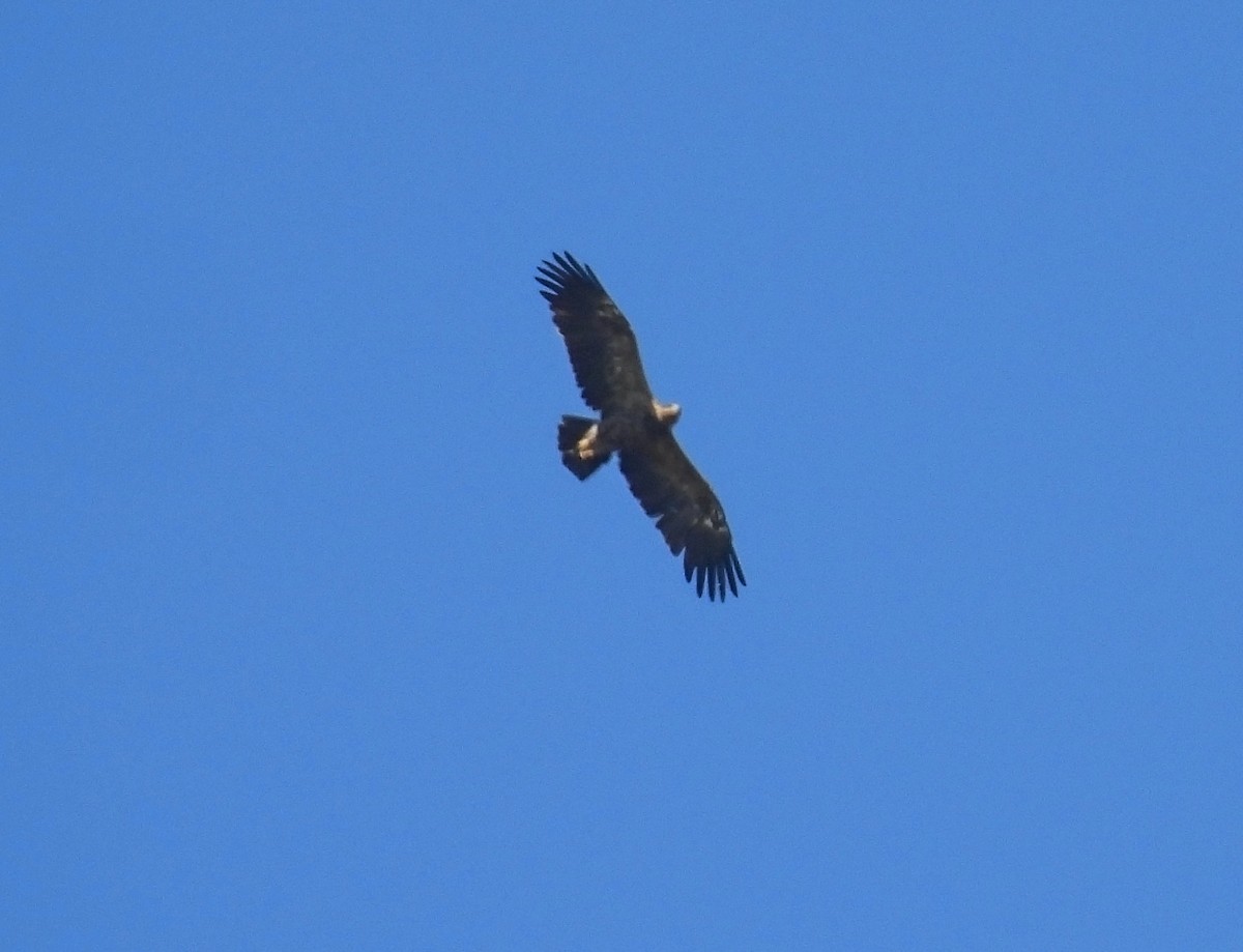 Lesser Spotted Eagle - ML640022997