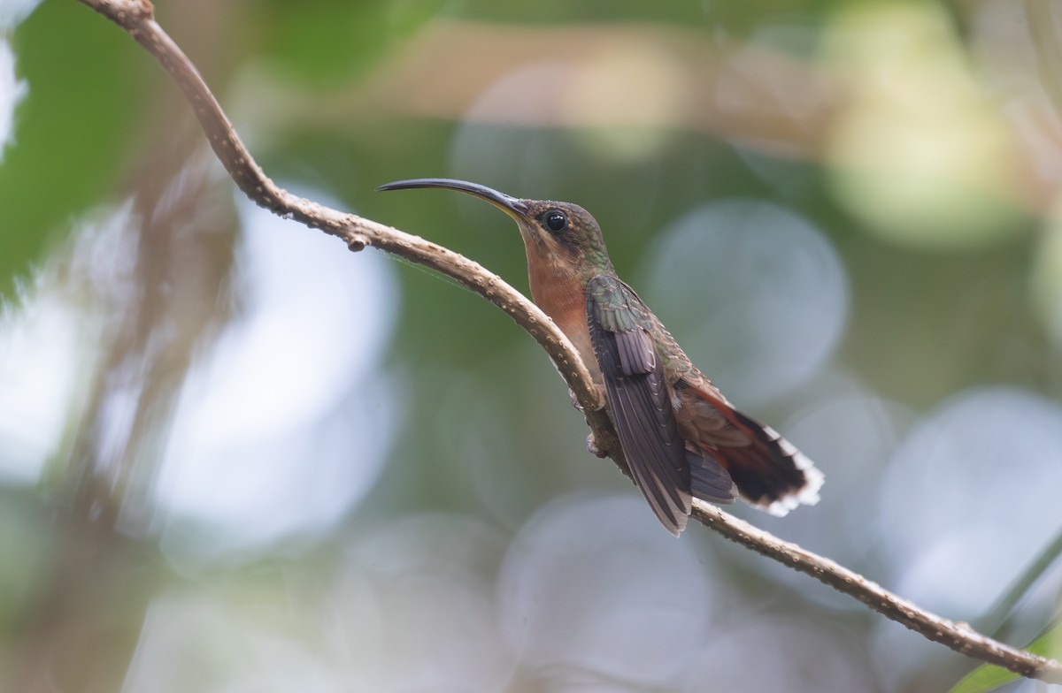 Rufous-breasted Hermit - ML640022998