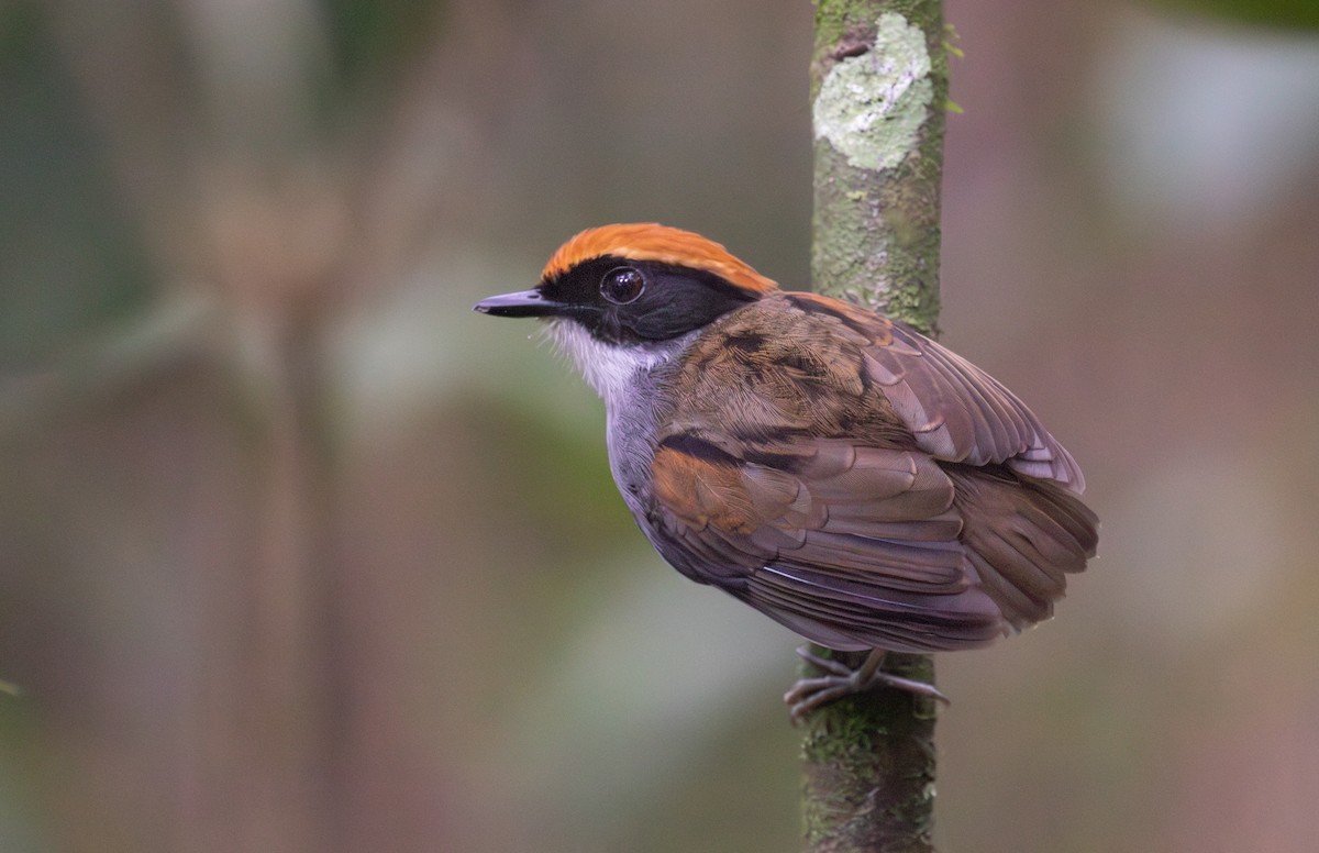 Black-cheeked Gnateater - ML640023002