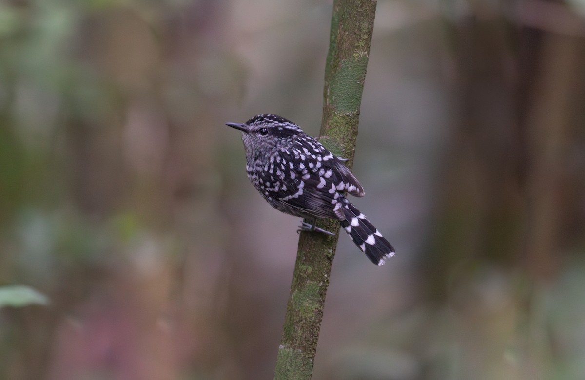 Scaled Antbird - ML640023004