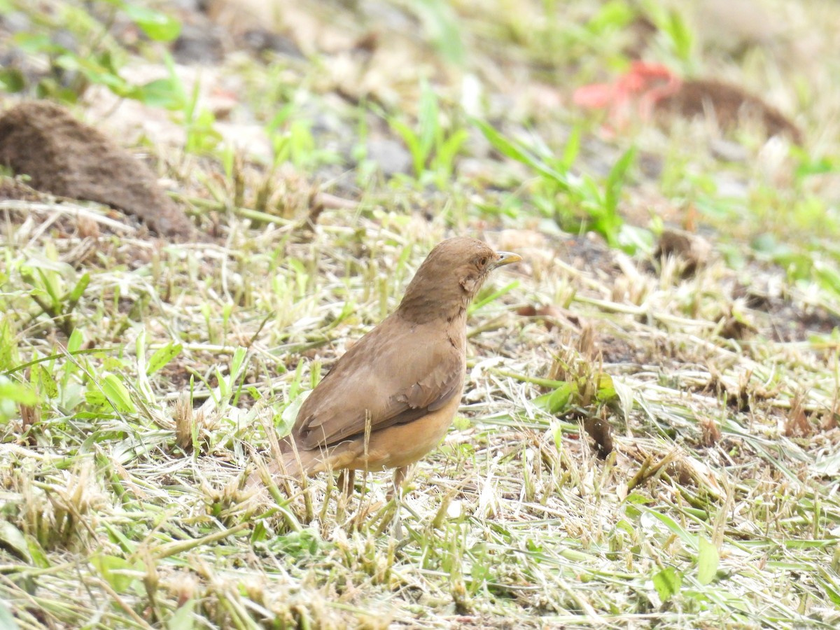 Clay-colored Thrush - ML640023043