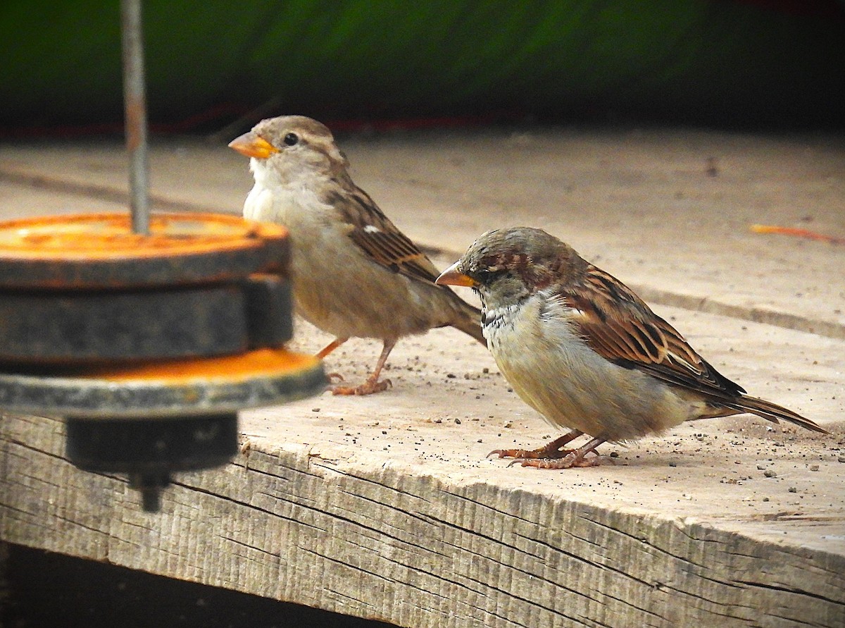House Sparrow - ML640023048