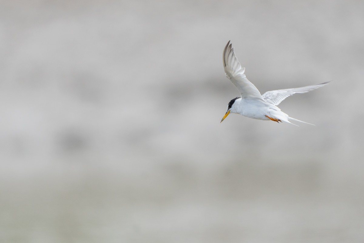 Little Tern - ML640023052