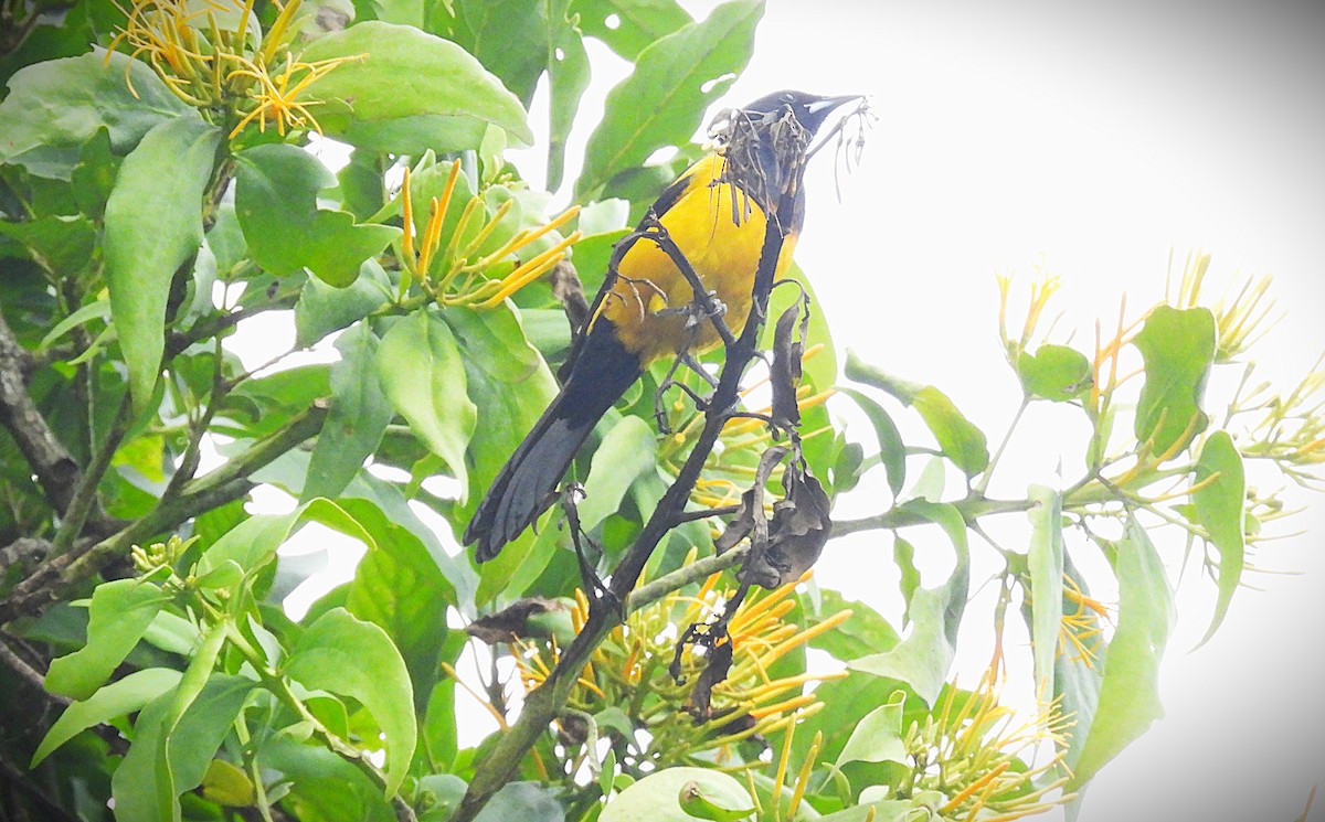 Black-vented Oriole - ML640023059