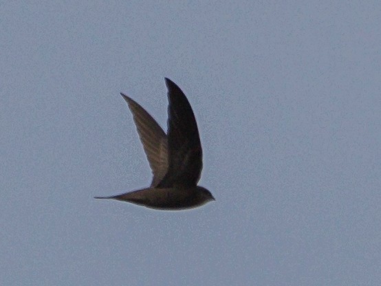 Pallid Swift - ML640023061