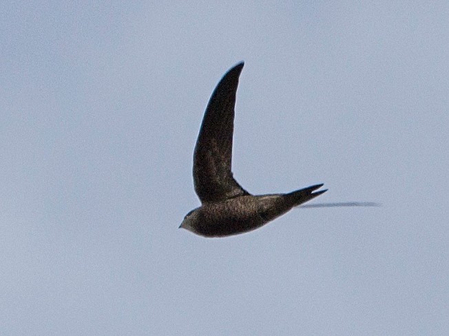 Pallid Swift - ML640023062