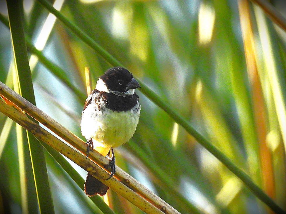 Morelet's Seedeater - ML640023064