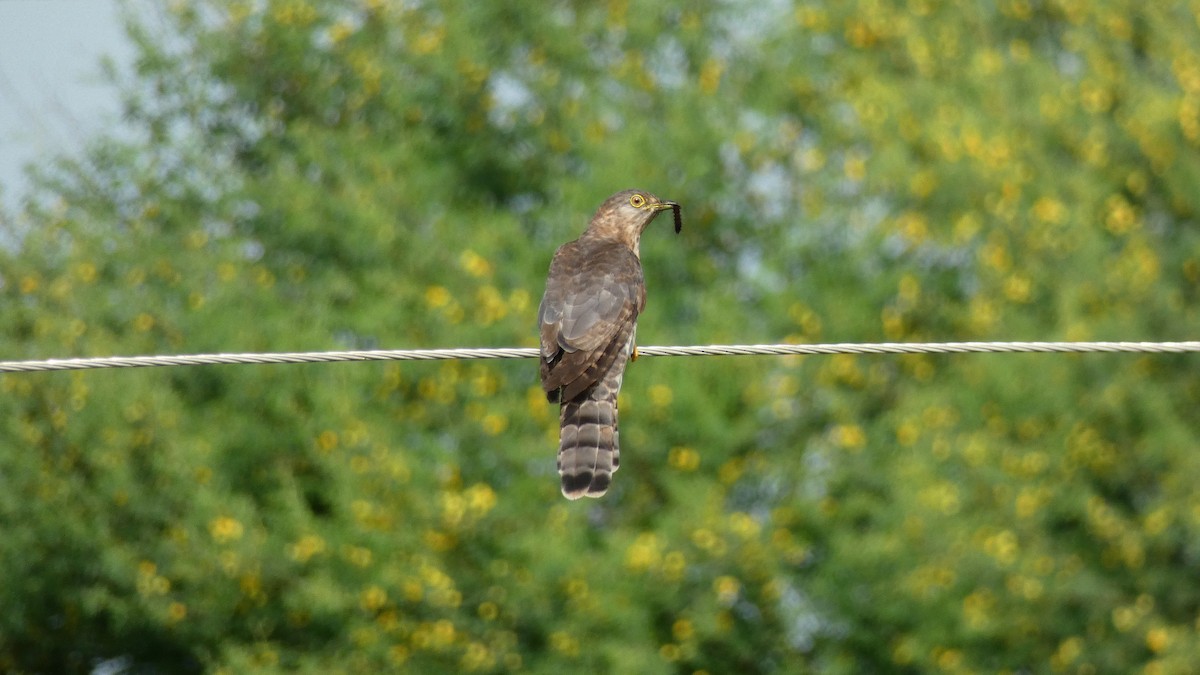 Common Hawk-Cuckoo - ML640023066