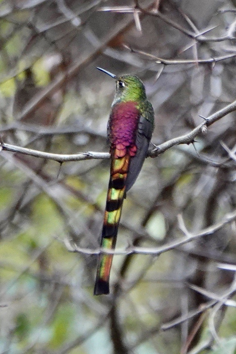 Red-tailed Comet - ML640023101