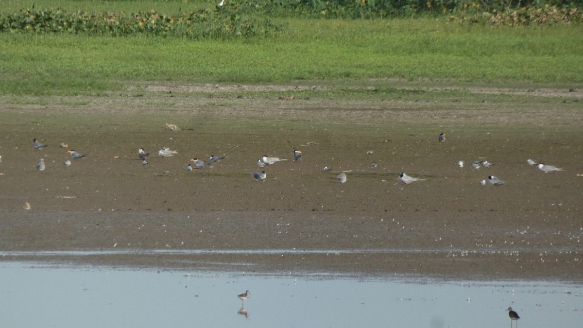 River Tern - ML640023107