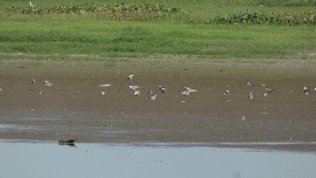 River Tern - ML640023108