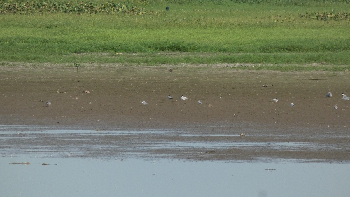 River Tern - ML640023111