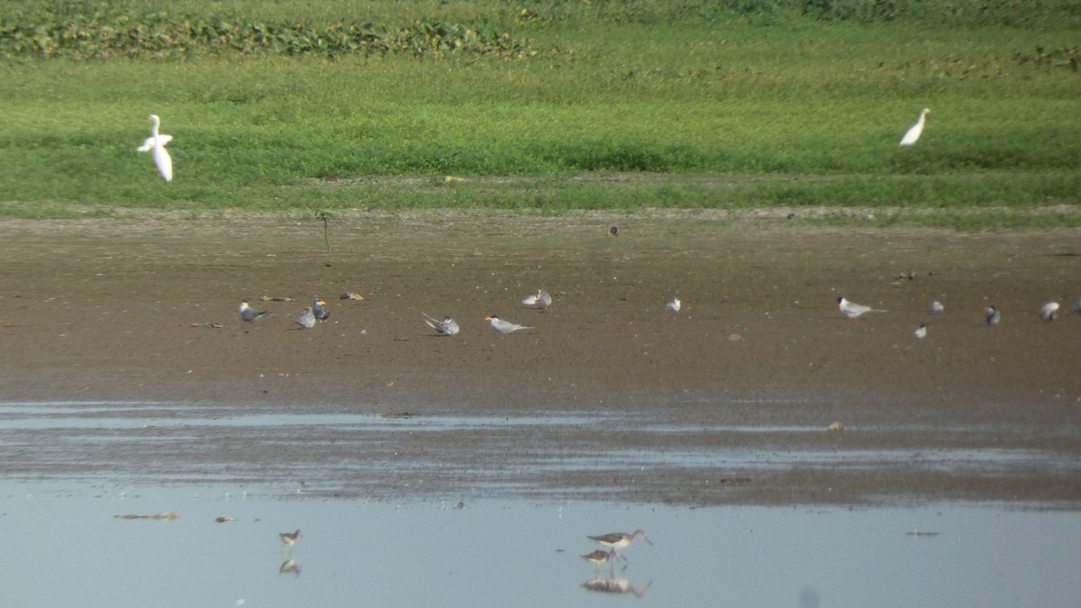 River Tern - ML640023112
