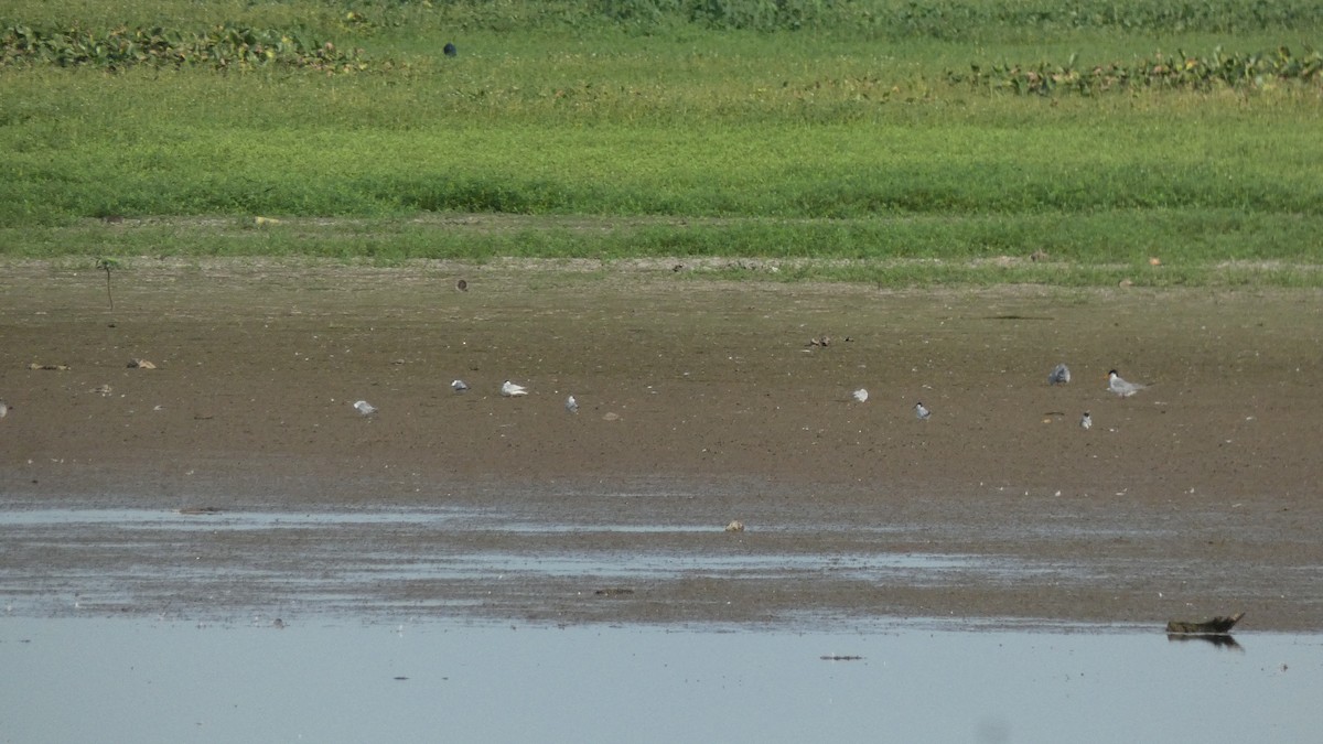 River Tern - ML640023113