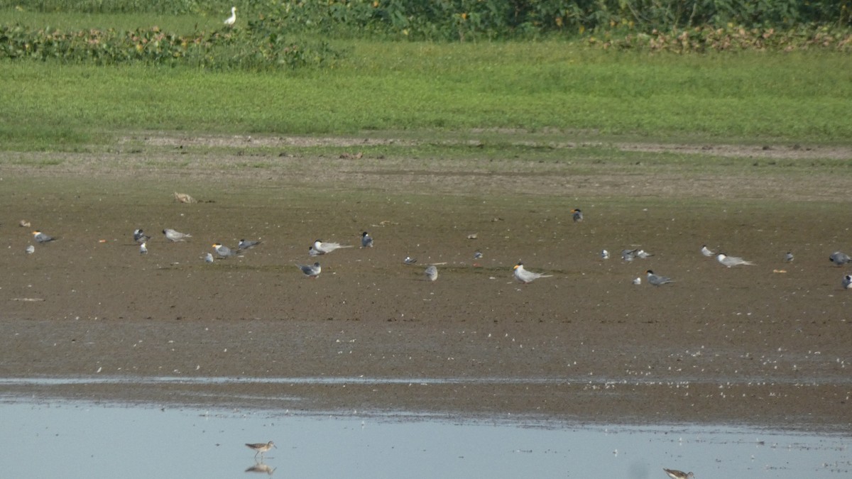 River Tern - ML640023116
