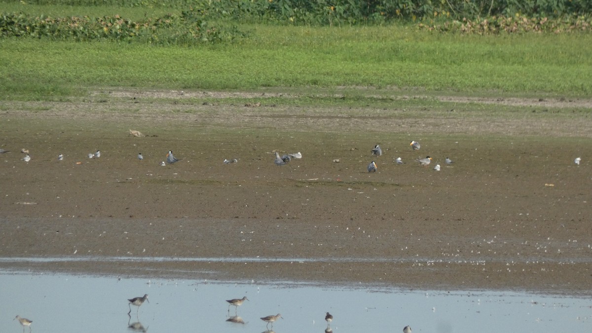 Little Tern - ML640023151