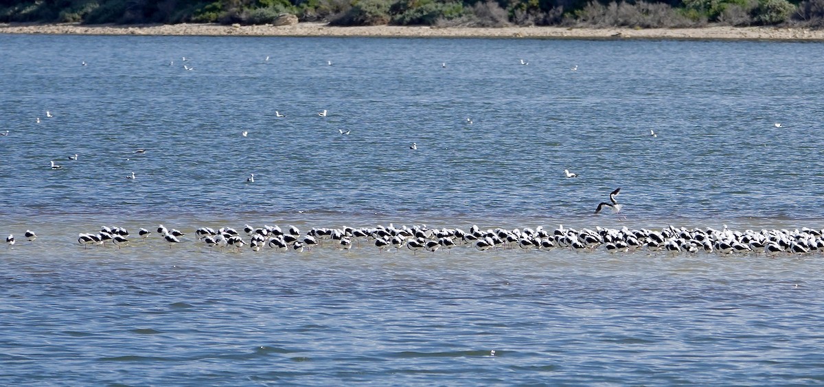 Banded Stilt - ML640023171