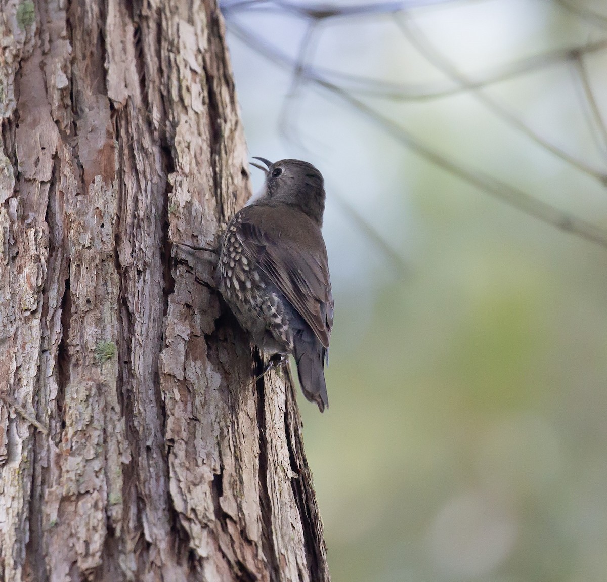 White-throated Treecreeper - ML640023173