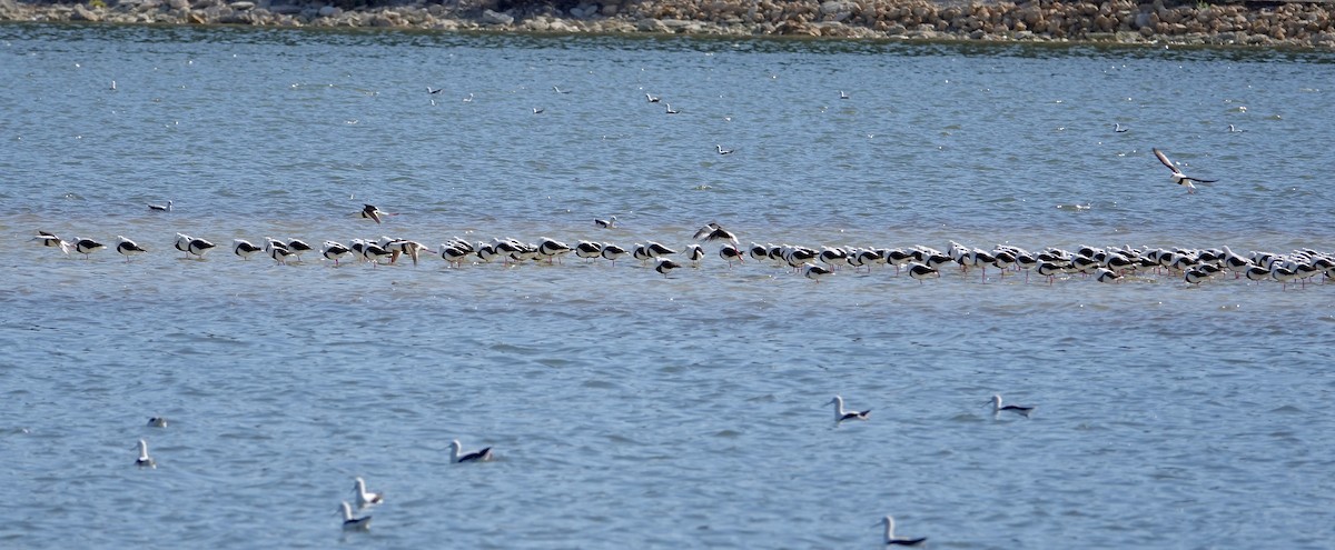 Banded Stilt - ML640023176