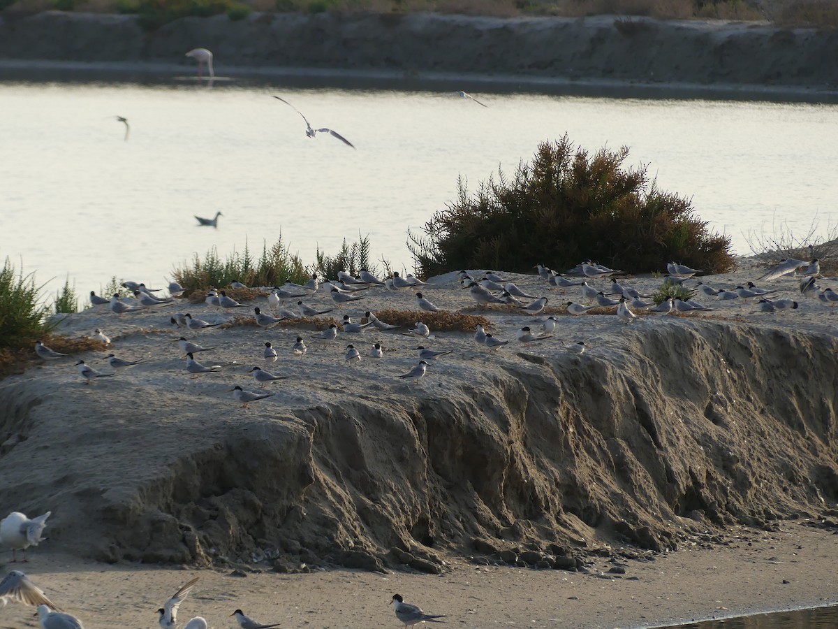 Little Tern - ML640023235