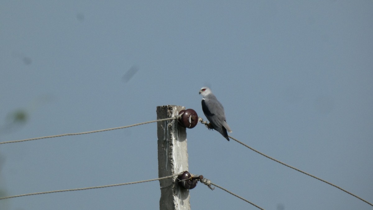 Black-winged Kite - ML640023241