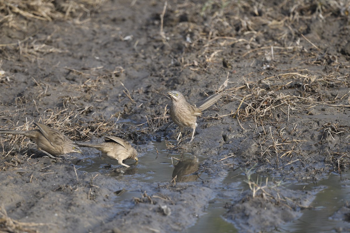 Striated Babbler - ML640023244