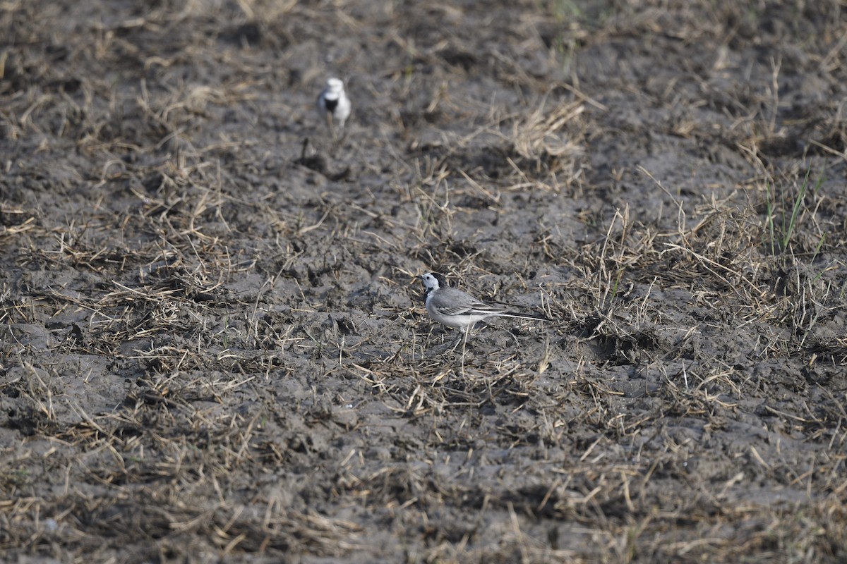 White Wagtail - ML640023269