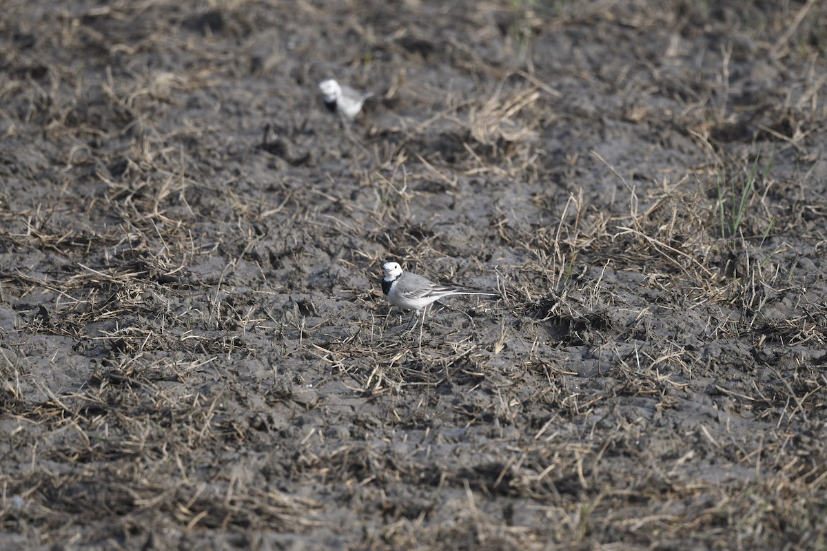 White Wagtail - ML640023270