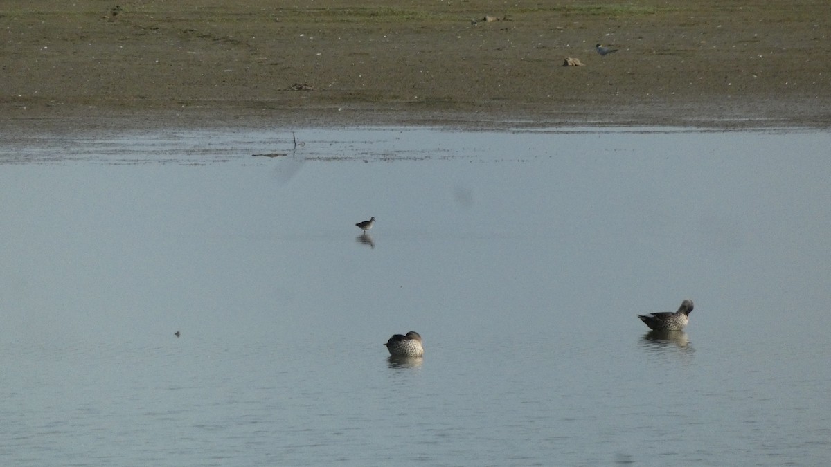 Indian Spot-billed Duck - ML640023275