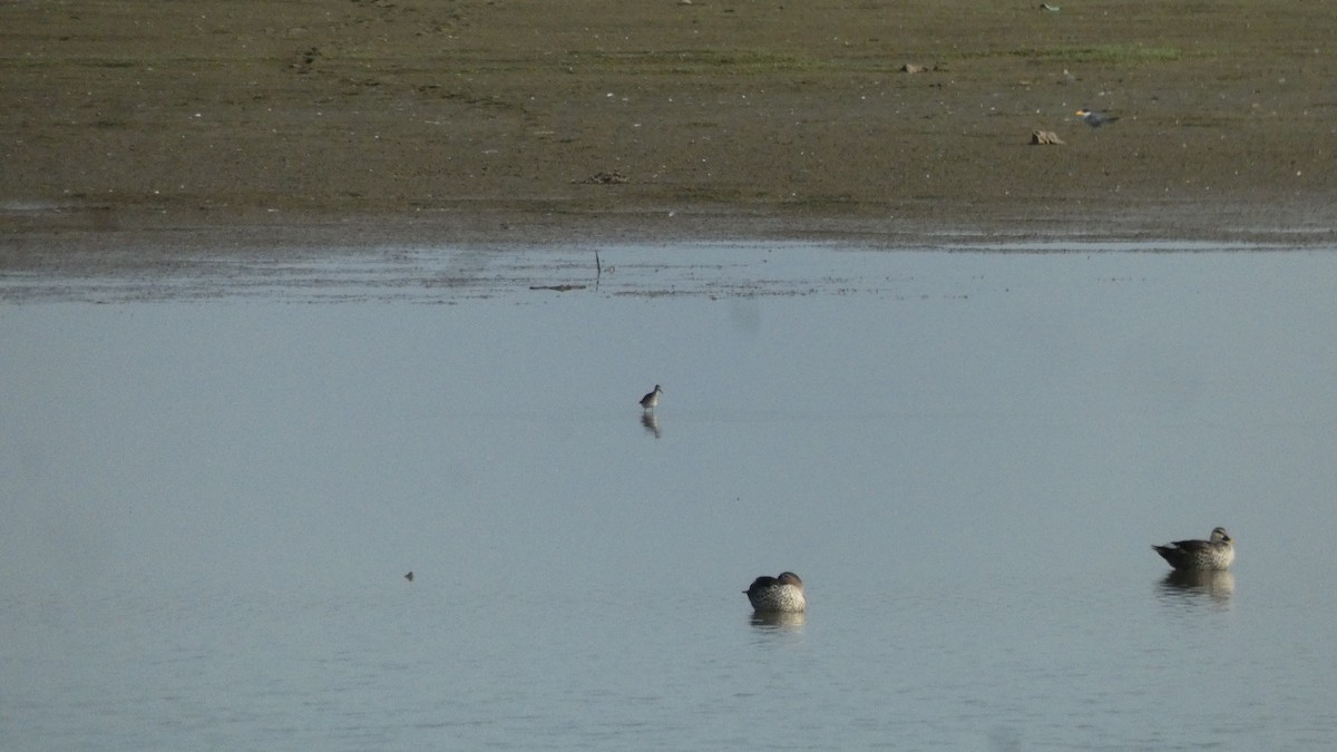 Indian Spot-billed Duck - ML640023276