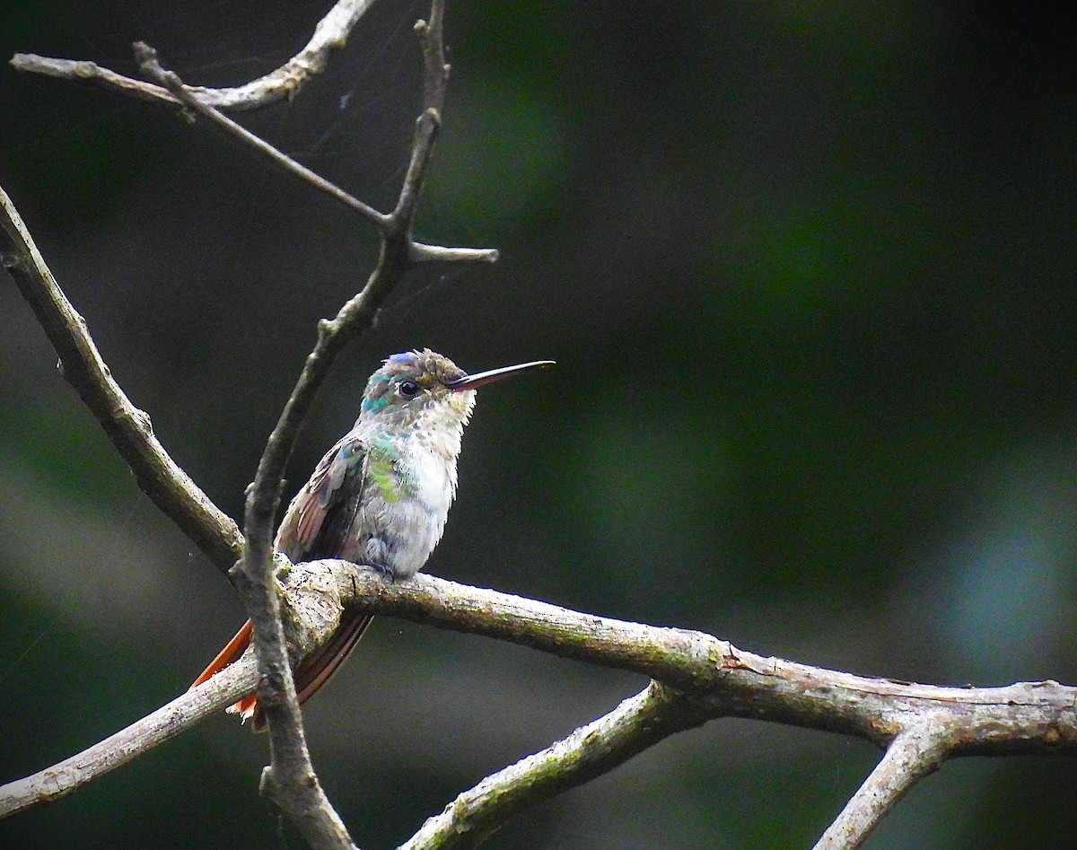 Azure-crowned Hummingbird - ML640023285