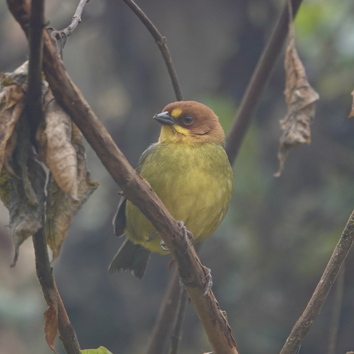 Fulvous-headed Brushfinch - ML640023286
