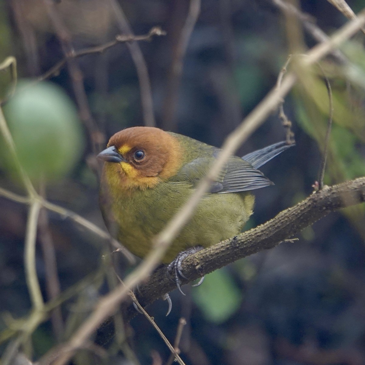 Fulvous-headed Brushfinch - ML640023287