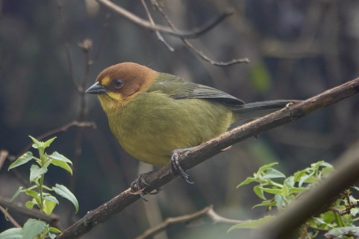 Fulvous-headed Brushfinch - ML640023288