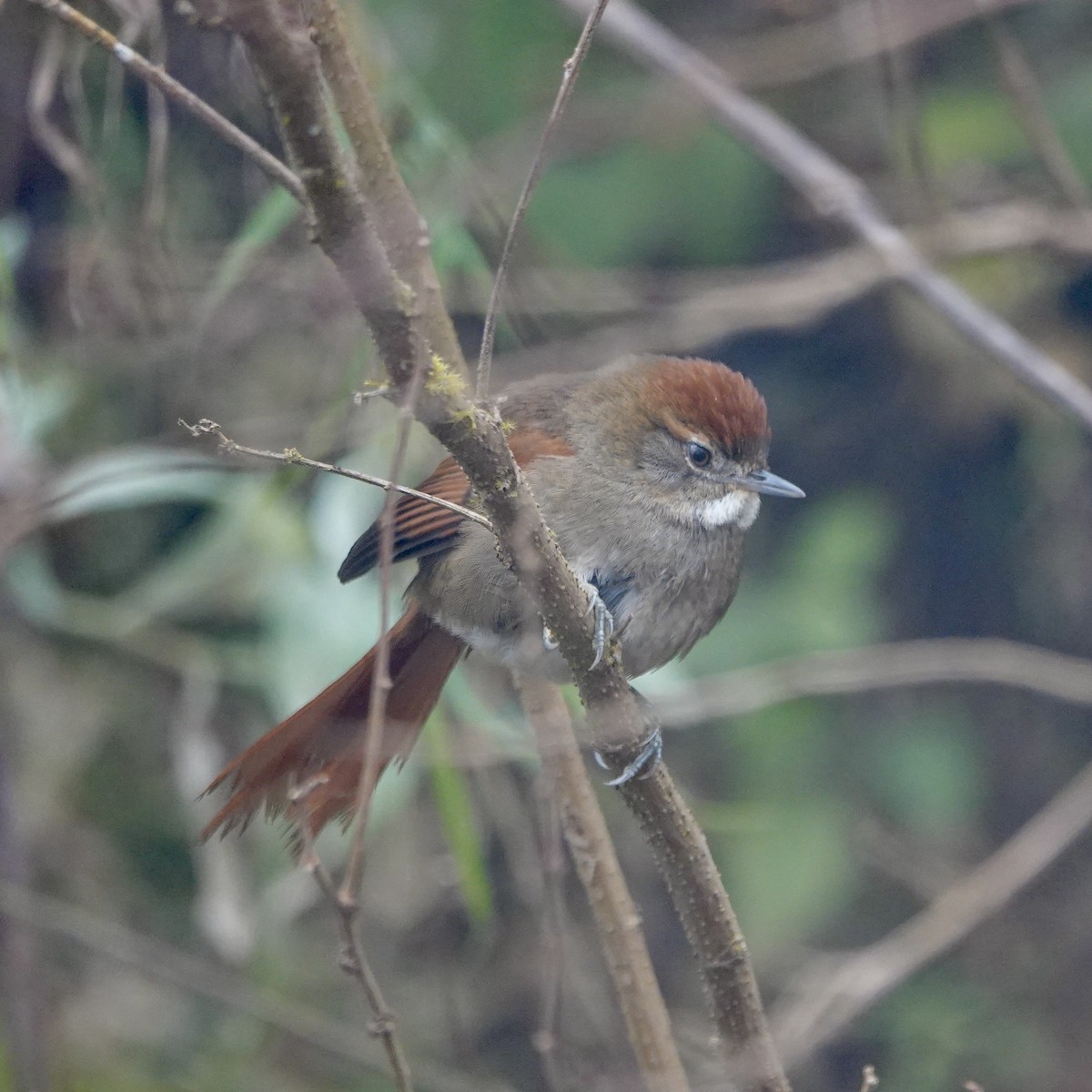 Azara's Spinetail - ML640023295