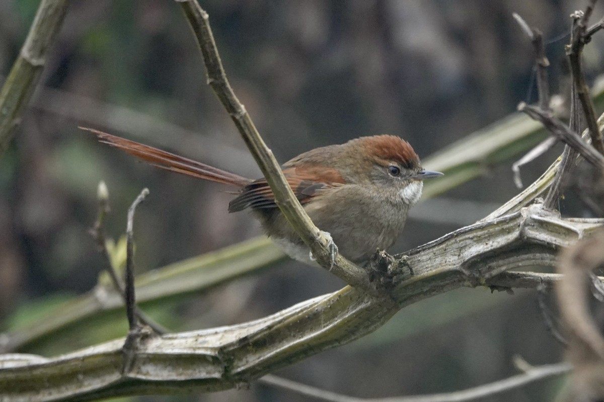Azara's Spinetail - ML640023296