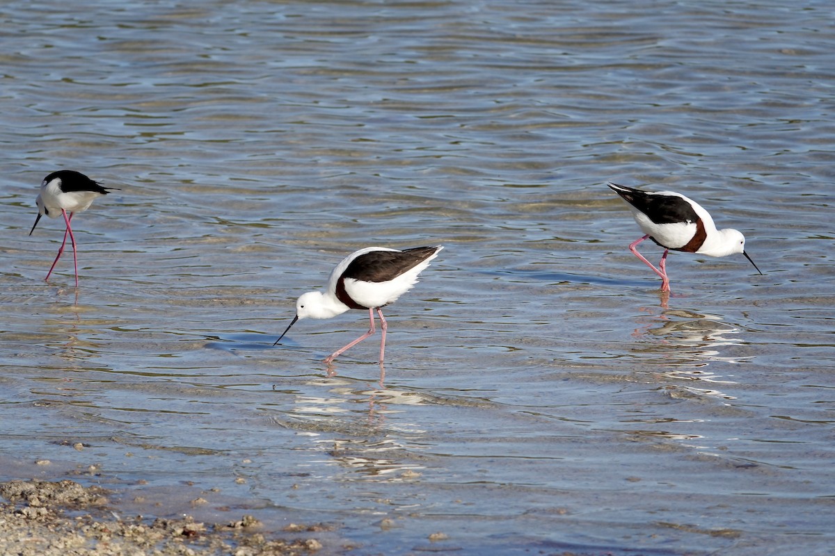 Banded Stilt - ML640023333