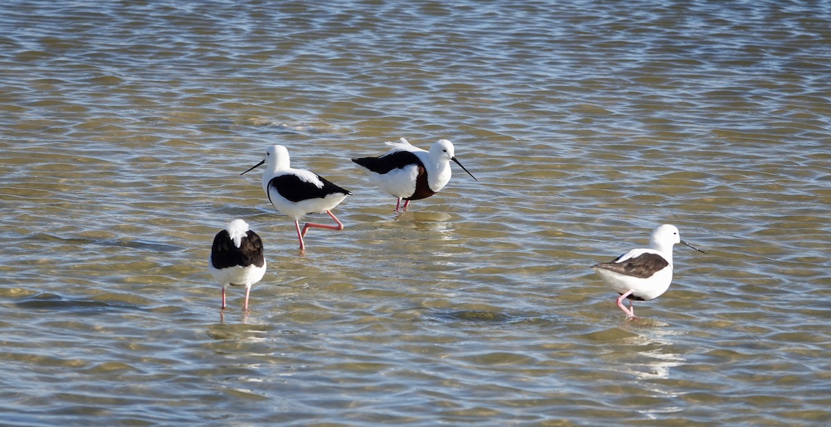 Banded Stilt - ML640023369