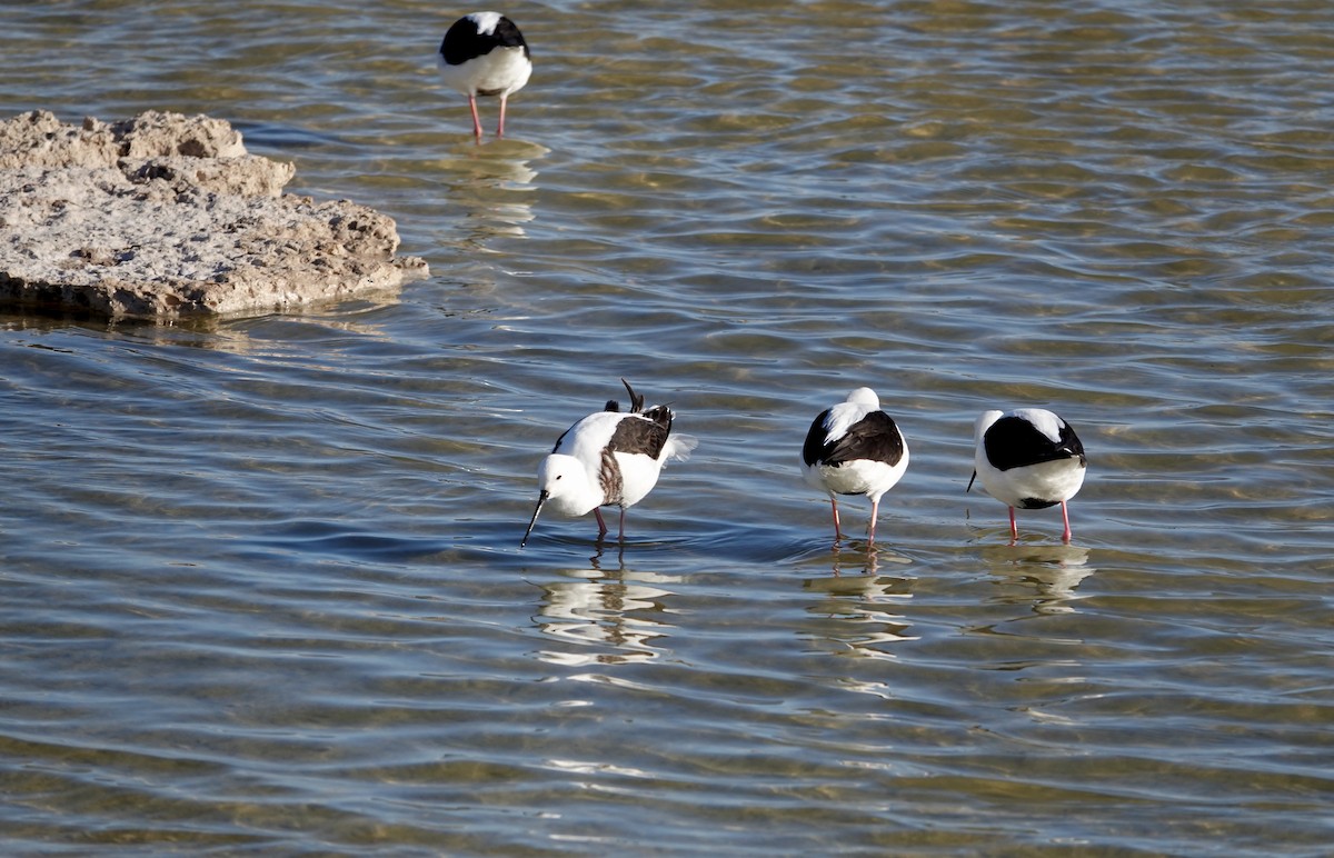 Banded Stilt - ML640023376