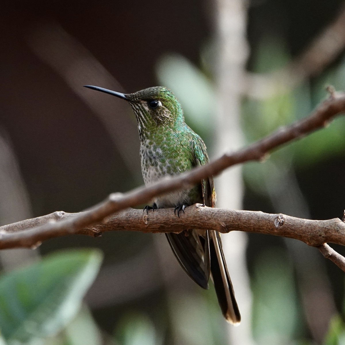 Red-tailed Comet - ML640023395