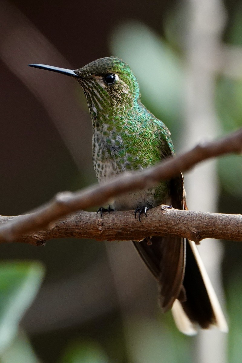 Red-tailed Comet - ML640023396