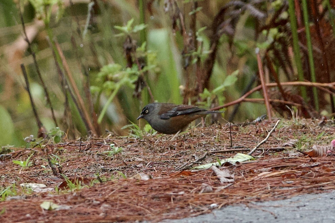 Maroon-backed Accentor - ML640023456